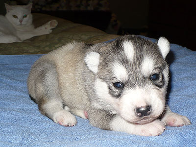 Vince at 2 weeks of age.