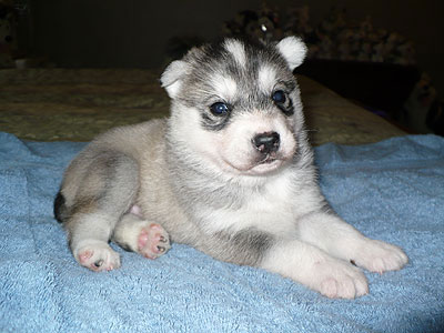 Vince at 3 weeks of age.