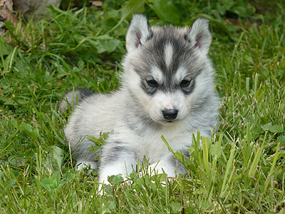 Vince at 4 weeks of age.