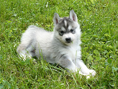 Vince at 5 weeks of age.