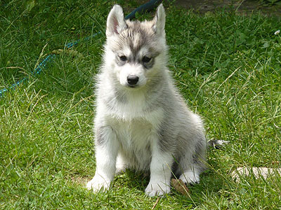 Vince at 6 weeks of age.