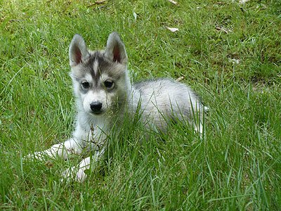 Vince at 7 weeks of age.