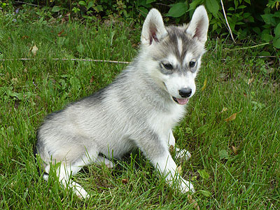 Vince at 8 weeks of age.