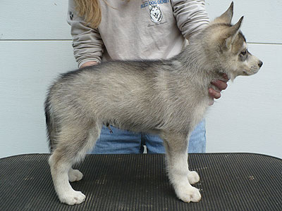 Vince at 8 weeks of age.