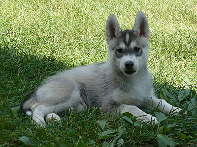 Vince at 9 weeks of age.