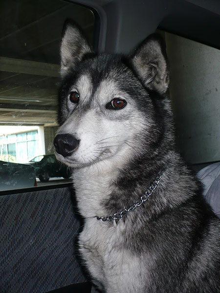 Circe waiting for dad to finish with work. She looks so thoughtful!