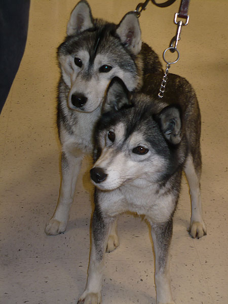 We took them to Petco. They are wondering "What is this place?"