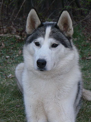 Virgil at 2 years old.