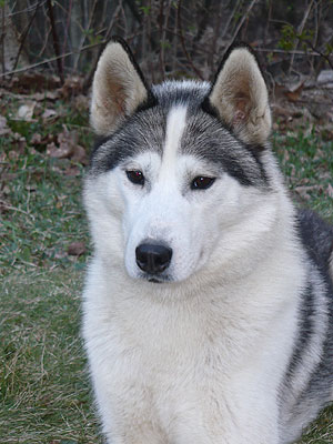 Virgil at 2 years old.