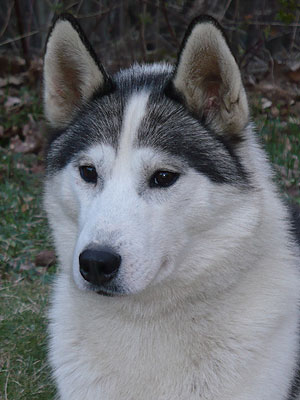 Virgil at 2 years old.