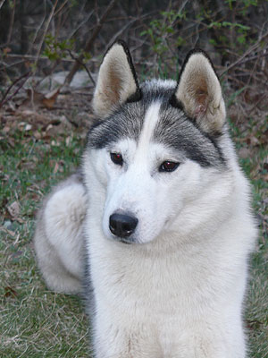 Virgil at 2 years old.