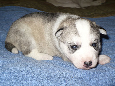 Virgil at 2 weeks of age.