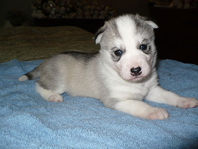 Virgil at 3 weeks of age.