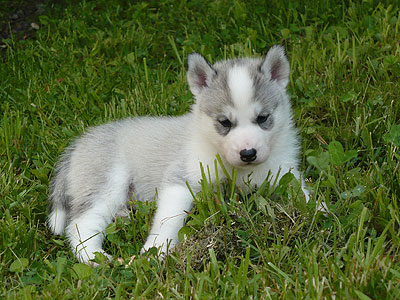 Virgil at 4 weeks of age.