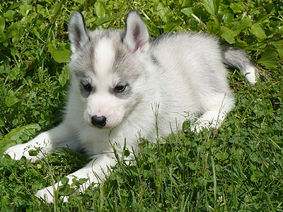 Virgil at 5 weeks of age.