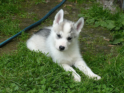 Virgil at 6 weeks of age.