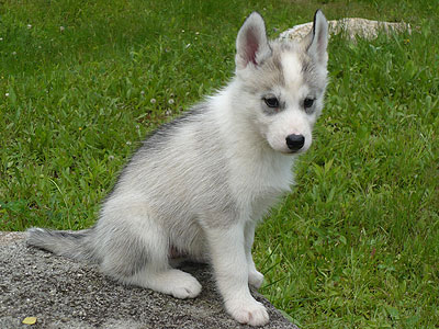 Virgil at 7 weeks of age.