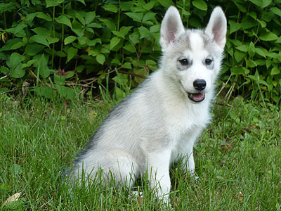 Virgil at 8 weeks of age.