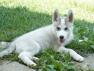 Virgil at 9 weeks of age.