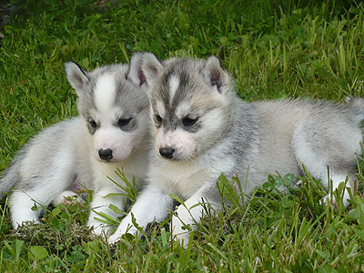 Our two "V" boys, Virgil & Vince.