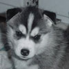 Zak at 6 weeks of age.