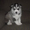 Zak at 3 weeks of age.