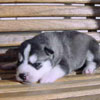 Zak at 2 weeks of age.