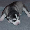 Zak at 1 week of age.